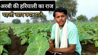 अरबी की उन्नत खेती।। अरबी में पहली खाद कब और कौन सी डालना चाहिए।। Arbi farming and cultivation.