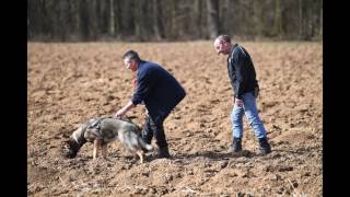 11 12 März 2017 Rsv2000 Stuttgart Fährten Mit Werner Zabel