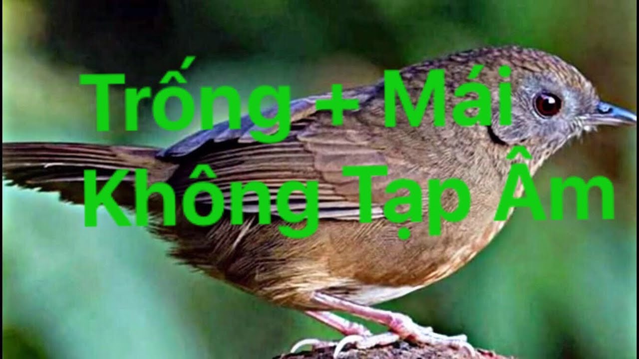 Tiếng Chim Tiểu Mi ( Trống + Mái) p1 @atu5741 @tiengchimtieumi - youtube