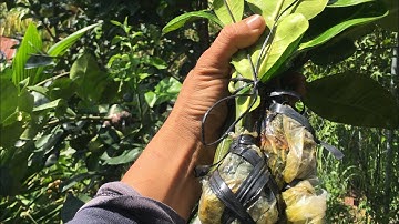 Cung cấp chuẩn giống bưởi ruby thái Lan-0919705120-mong được mọi người ủng hộ!