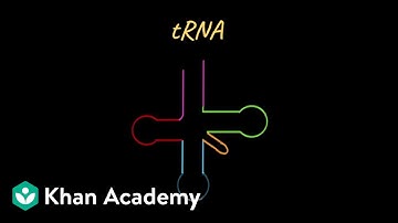 tRNA | Molecular Basis of Inheritance | Class XII | Biology | Khan Academy