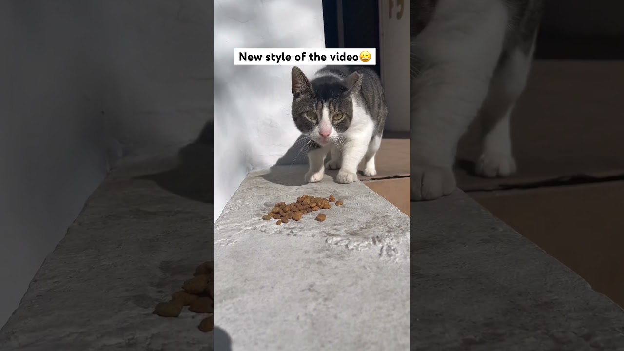 New style of feeding cats😀 