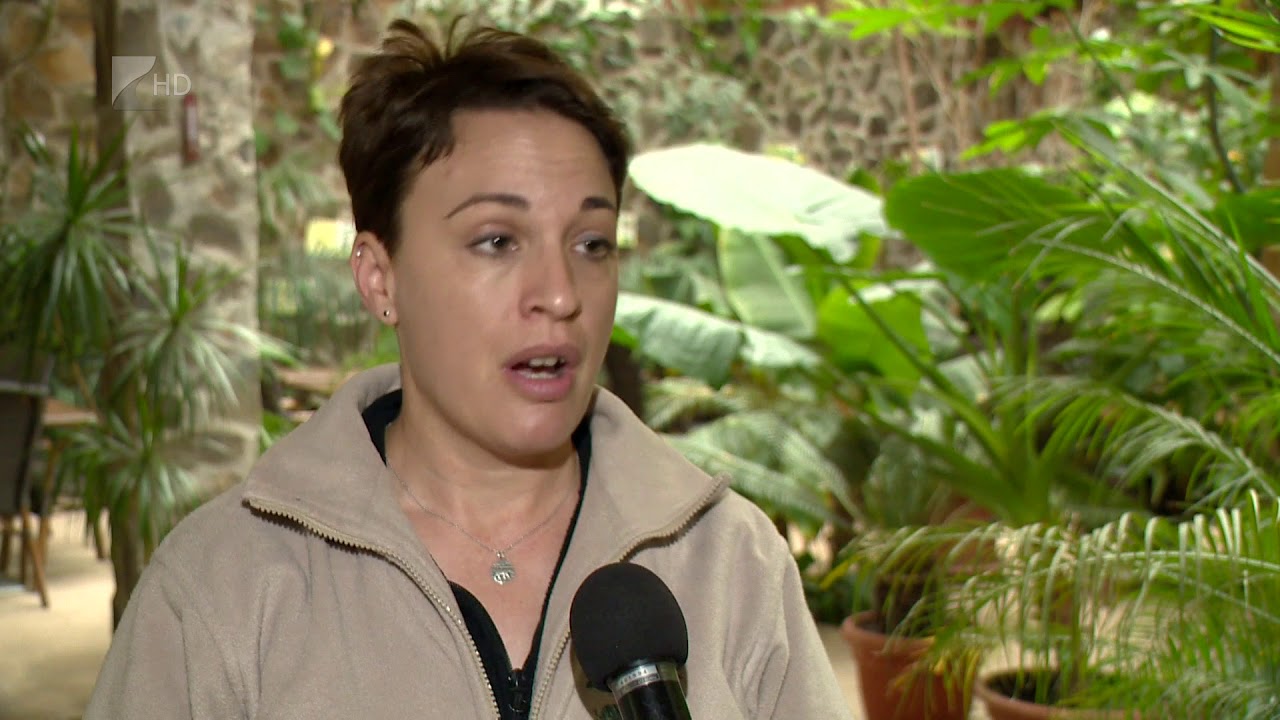 Geoffroy macska érkezett - Kölcsey Tv