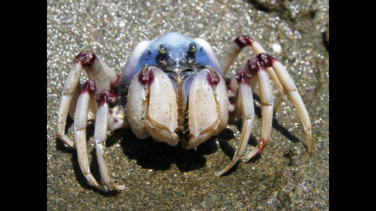 Soldier Crabs