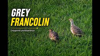 Grey Francolin Pair Behaviour in Wheat Fields | Agro-Ecology (Pakistan)