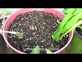 Direct Seeding Nigella Flower Seeds, Seedlings Update