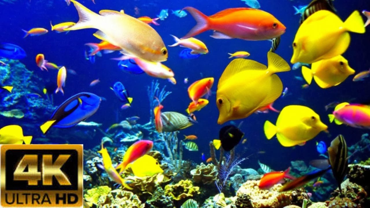 aquarium 4k video 6 hours relaxing music with water sounds ️stress