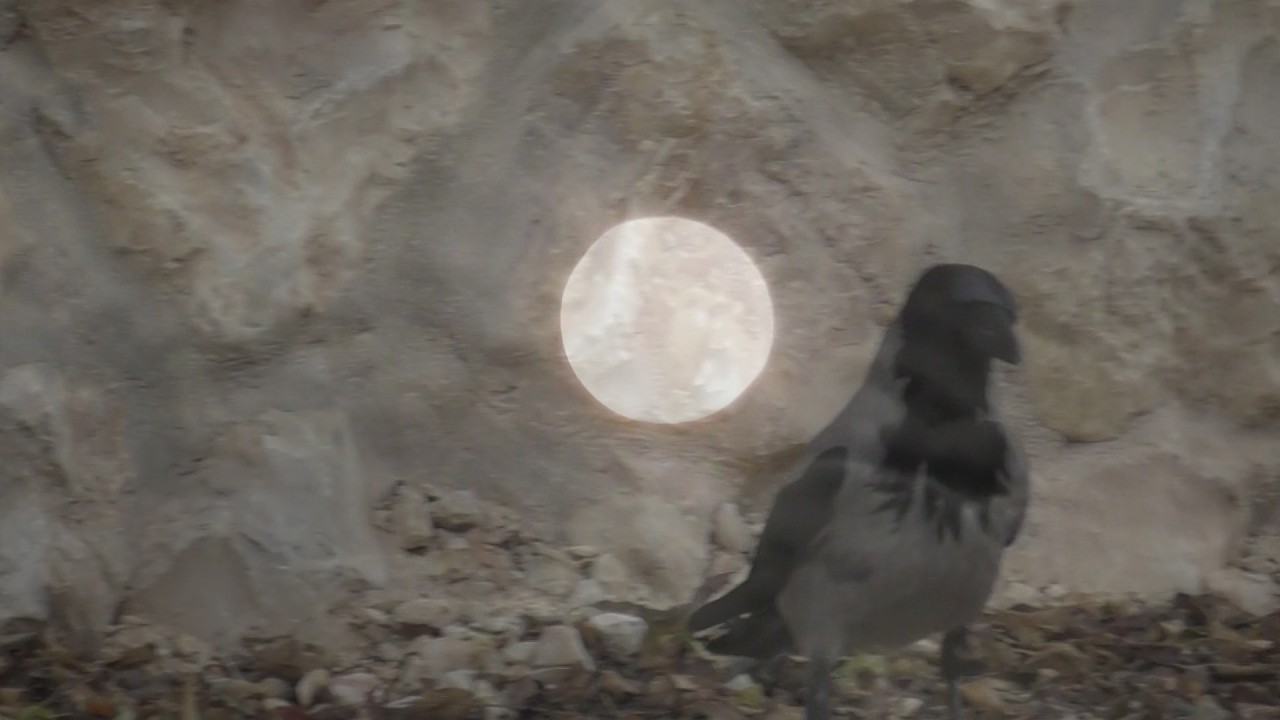 Горный рассвет. Дикие животные. Магия полной Луны.