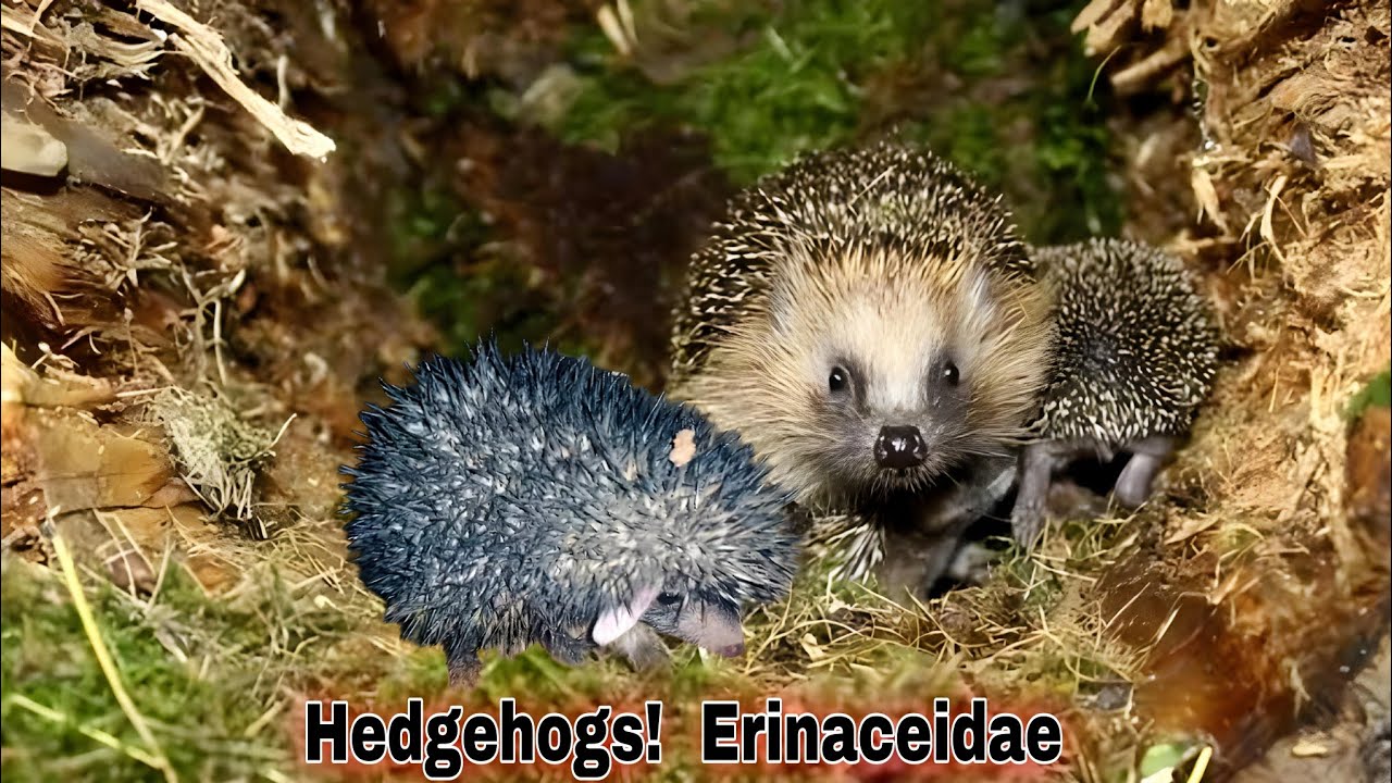 Uncovering the Cuteness All About Hedgehogs! | The Ultimate Guide to Erinaceidae @birdsoranimals09