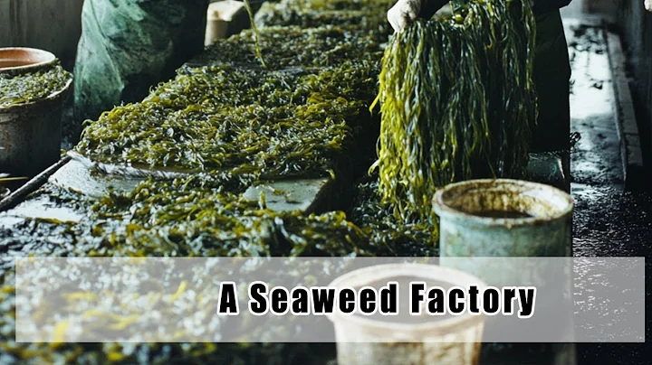 Seaweed Production at a Seaweed Factory: How Nori is Made