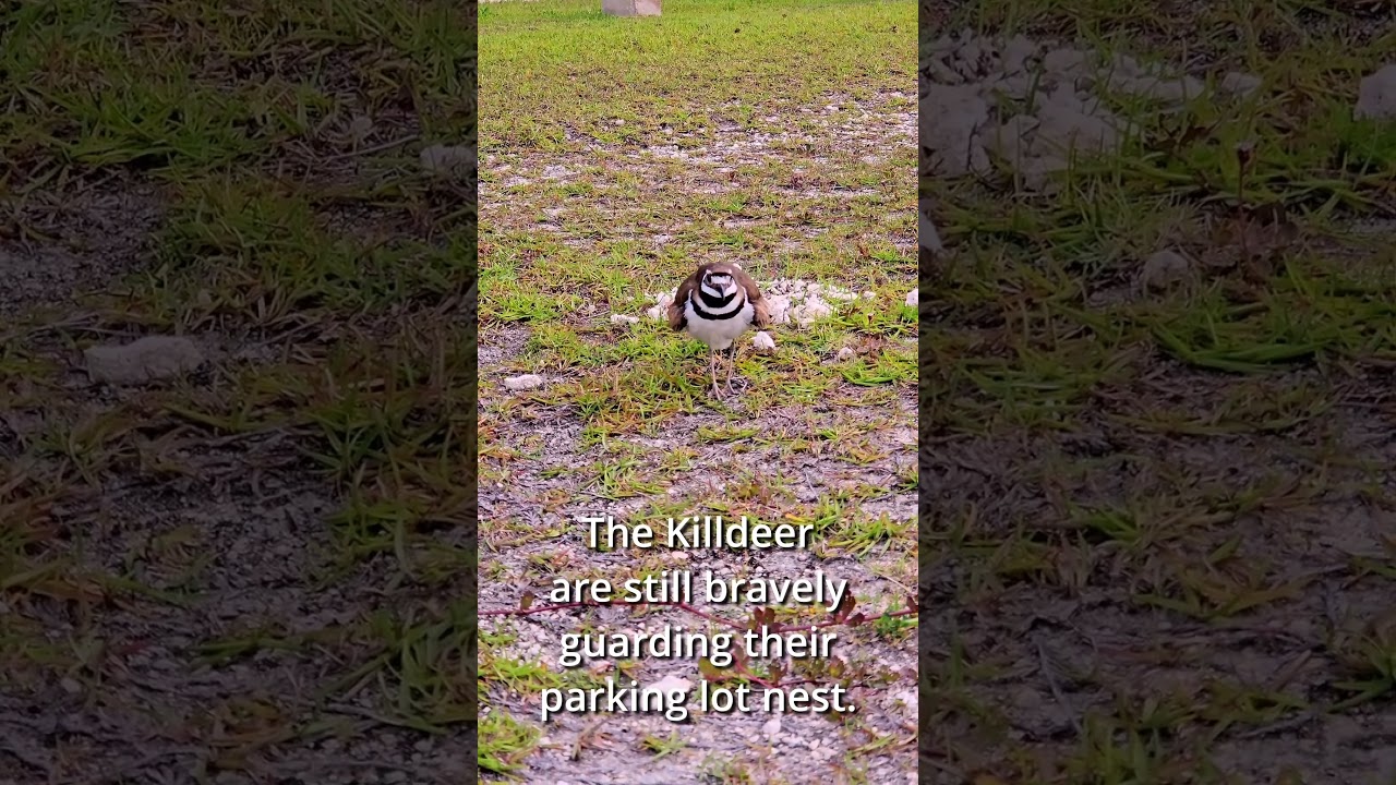 Parking Lot Killdeer Update