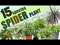 15 SPIDER PLANT SPECIES | HERB STORIES