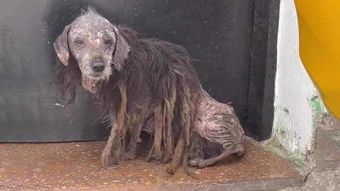 Poor dog covered by flies, sick and dirty, he not even dared to look at us  - YouTube