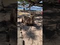 【宮島】鹿さんに道を尋ねました☺️#鹿 #野生 #あにまるハンティング #宮島 #宮島観光 #deer #こんにちは #シカ #鹿さん
