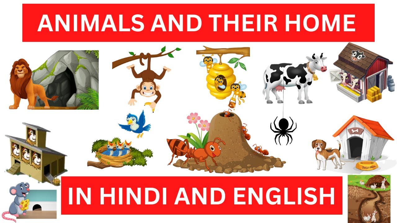 ANIMALS AND THEIR HOME | LEARN ABOUT DIFFERENT ANIMAL HOMES IN HINDI AND  ENGLISH | ANIMALS HOME | - YouTube