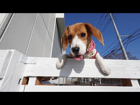 犬と出勤?99%の会社には無いだろう社内ドッグランを作りたい!