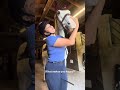 Il più bello di yt 😝 #horse #equitazione #equestrian #equestrianlife #cavallo #cavalli #horseriding