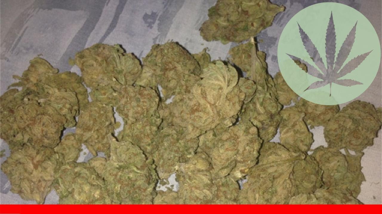 Mendocino Purps - All About This Strain