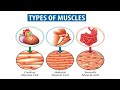 Types of Muscles, Muscular System (Lecture 8), Smooth Muscle, Cardiac Muscle, Skeletal Muscle, Hindi