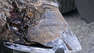 Poor Horse Has Terrible Wire Cut Making A Custom Barshoe To Protect A Damaged Hoof While It Heals