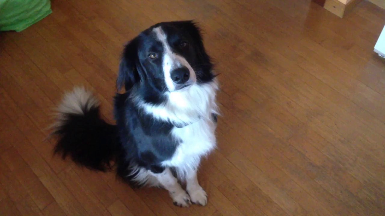 Border Collie Un Cane Di Carattere Alberto Puliafito
