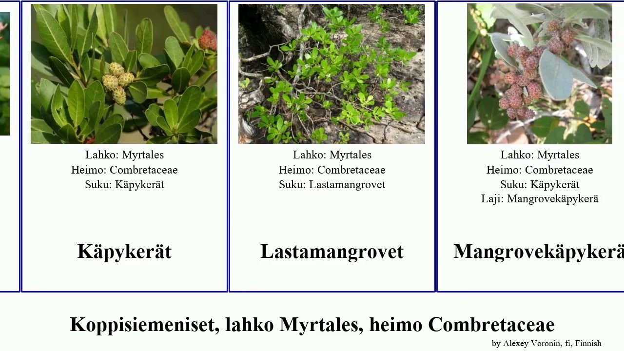 Koppisiemeniset, lahko Myrtales, heimo Combretaceae terminalia angiosperms nitens Kombretumit