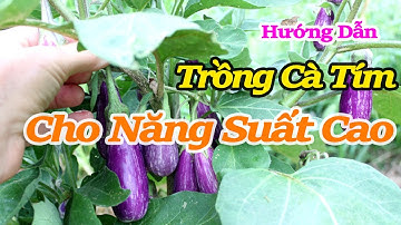 kỹ thuật trồng cà tím cho năng xuất cao | Kỹ thuật và chăm sóc cây cà tím cho năng xuất cao,sai quả