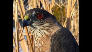 Falconry: Choosing your first accipiter