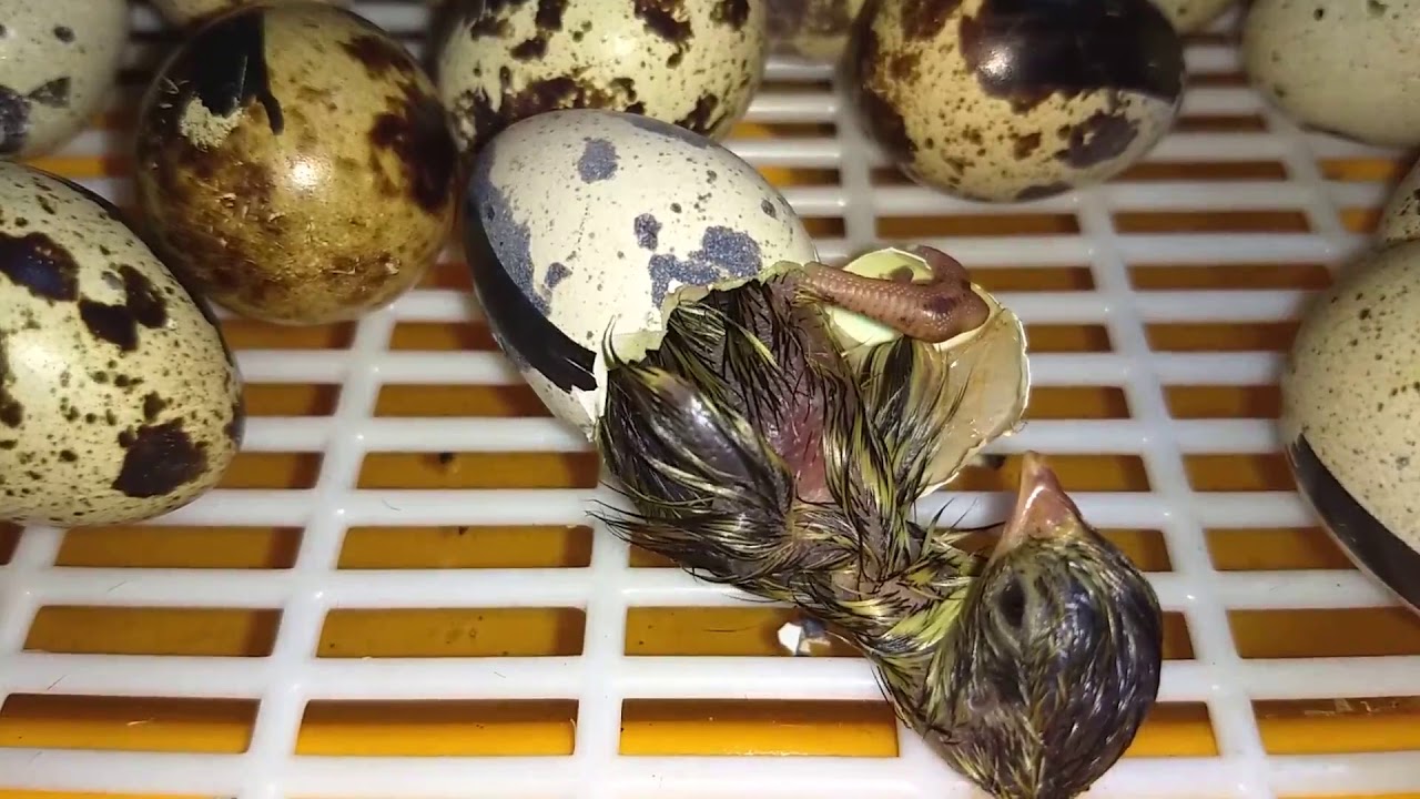 Incubación de huevos de codorniz - YouTube