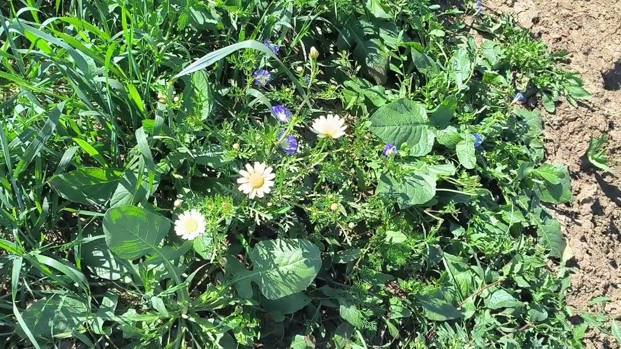 فيرما نقية ما فيها حجر  غي 8 مليون مساحه 13 هكتار محافظه 0679444657