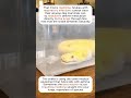 😳🐍Why a Snake Needs Medical Equipment to Breathe😳🐍