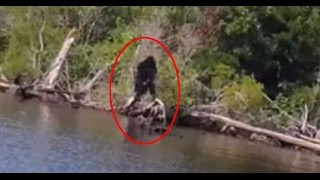 Los 5 Animales Más Extraños Y Misteriosos Captados En Video