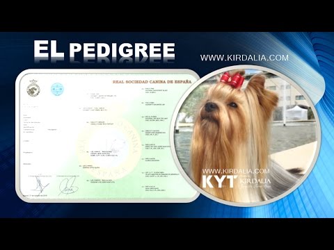 Video: Cómo Restaurar El Pedigrí De Un Perro
