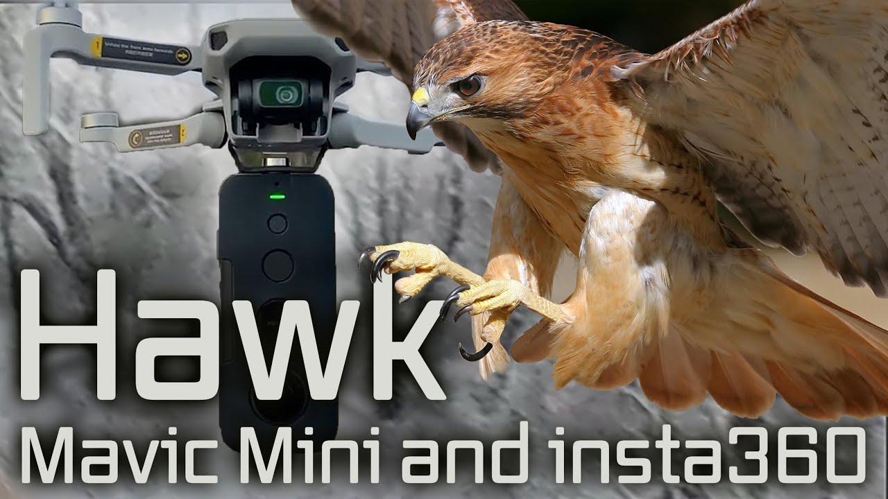 Hawk comes out of nowhere to attack my Mavic Mini - YouTube
