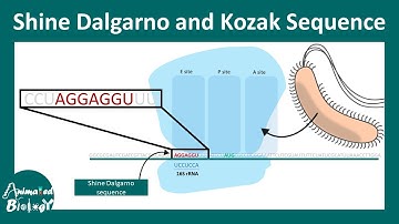Shine Dalgarno and Kojak sequence | Molecular biology | Quick concepts playlist