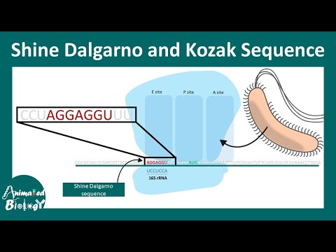 Delgado Translation