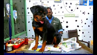 strangulated collar belt Removal in aggressive Rottweiler by Dr.R.Kishore Kumar MVSc., 6,419 views 8 months ago 6 minutes, 46 seconds