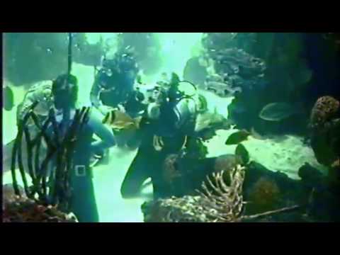 shedd-aquarium-dive
