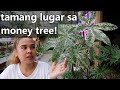 TAMANG PWESTO NG MONEY TREE PLANT AYON SA FENG SHUI EXPERT! || Lucky Plant For 2022