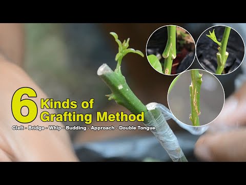 วีดีโอ: การต่อกิ่งแบบแหว่งเพื่ออะไร – How Do You Cleft Graft A Tree