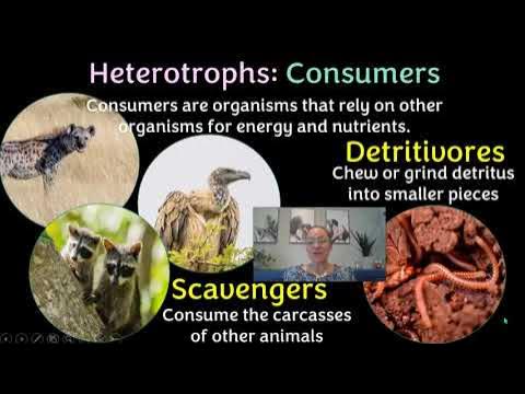 Autotrophs Vs Heterotrophs (Producers, Consumers, Decomposers) - Youtube