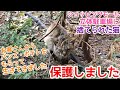 【1歳なのに体重1.8キロ】バンズやポテトを食べて生きてきた捨て猫保護しました