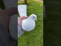 Голуби Tauben Pigeons Чернаносые Душанбе