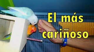 EL AGAPORNIS MÁS CELOSO 🐥 Kiko, el pájaro más cariñoso