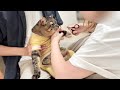 5歳まで外で過ごしてた保護猫が生まれて初めてお家で爪切りに挑戦したら…