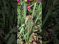 As one set of blooms fizzles out another plant comes along with another show #gardening #flowers