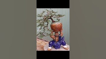 sưu tầm những dáng trinh nữ, bonsai để bàn mini đẹp