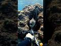 Dangerous Moray Eel Hunt 😱 Underwater Archery