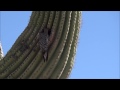 Gila Woodpecker family living in Cactus