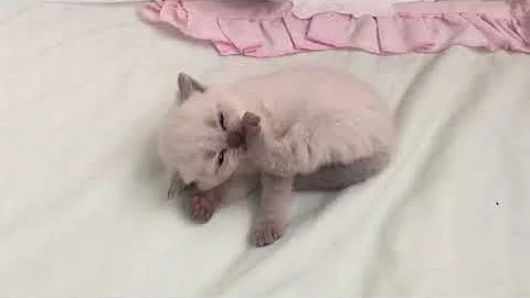 Video 9742281: little scottish fold cat, scottish british cat, british shorthair cat, scottish fold blue, funny cat scottish, blue point cat, wild cat